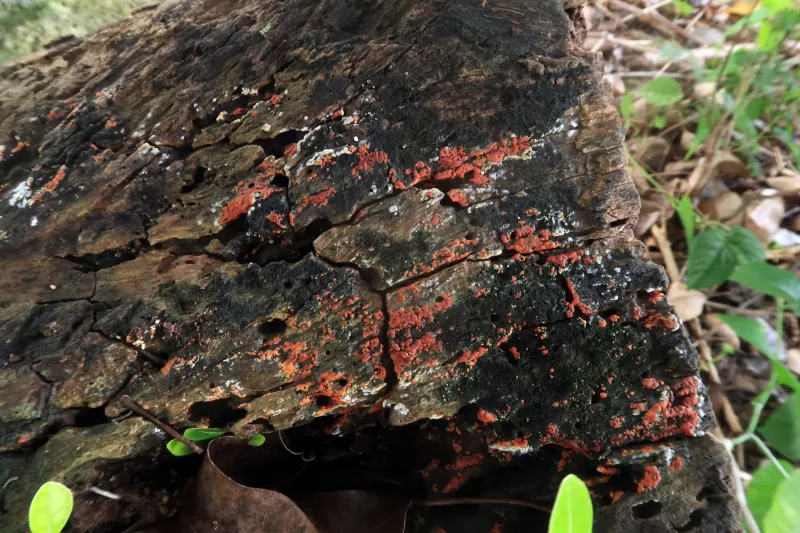 Botryobasidium simile 1 - IMG_8113